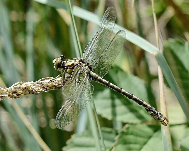 small pincertail